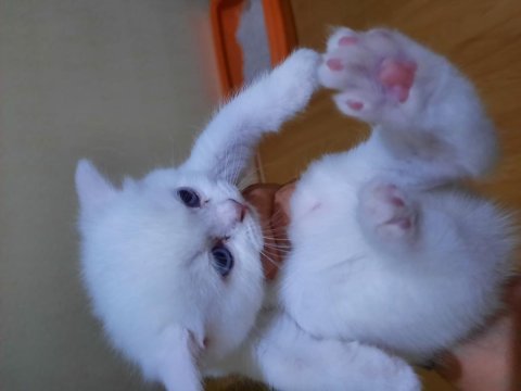 İran yavru kedi