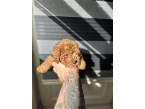 Toy poodle kore ayarında maltipoo