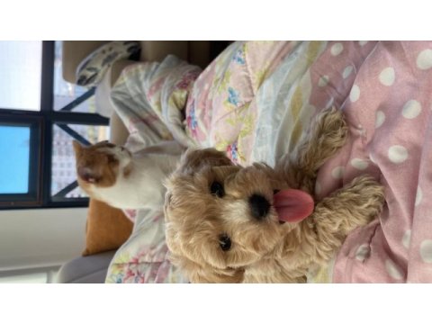 2 aylık maltipoo