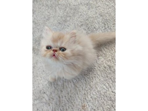 Son kalan dişi yavru kedim