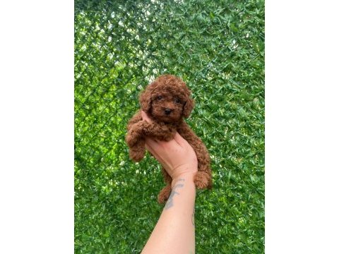 Kore toy poodle yavrular ırk ve kilo garantili