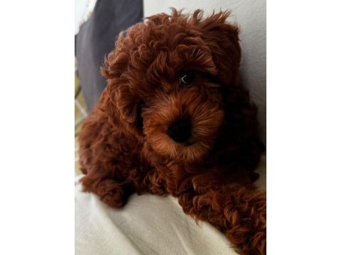Red brown toy poodle dişi