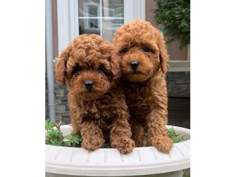 Toy poodle yakışıklı güzel bebeklerimiz