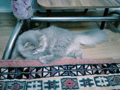 Scottish fold 7 aylık