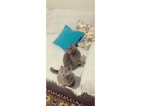 Evden safkan eşsiz yavrularım