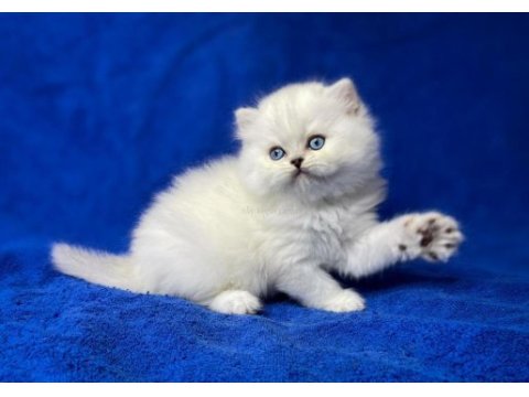İpek tüylü ns1133 british longhair