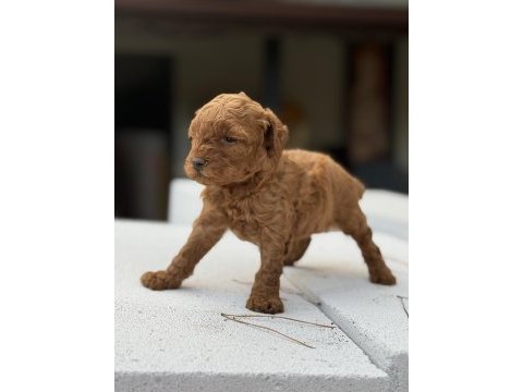 Kore kan toypoodle