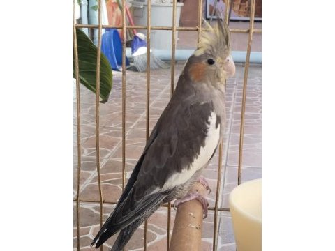 Yeni yeme düşmüş ısırma bilmez bebek sultan papağanı