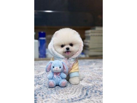 A kalite pomeranian boo show face