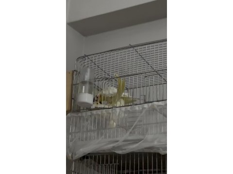 Yumurtalı lutino sultan papağanı çifti