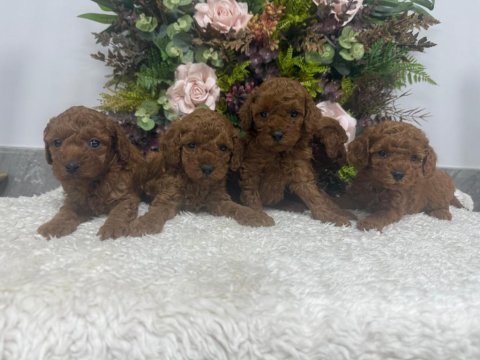 Erkek red brown kore poodle yavrularım