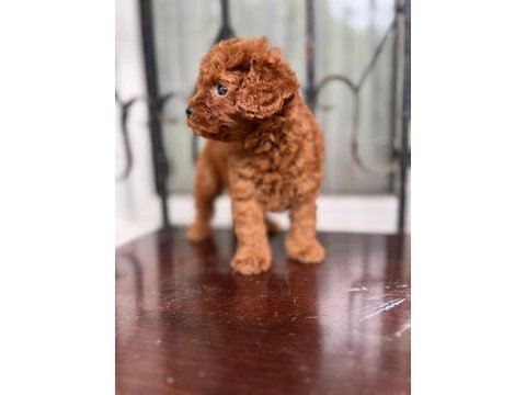 Ankarada ziyarete açık safkan toy poodle