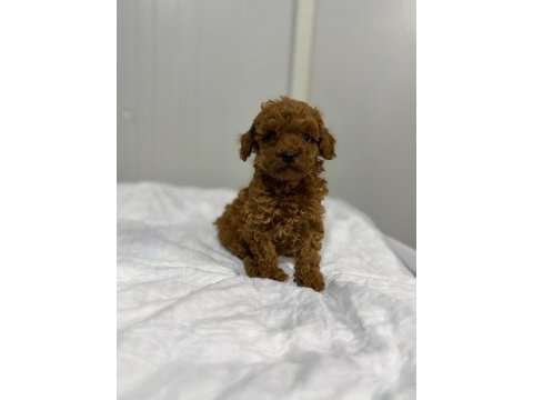 Erkek kore toy poodle gerçek kalite isteyene