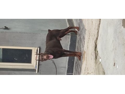 Üretim izinli doberman