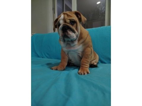 Safkan ingiliz bulldog bebekler