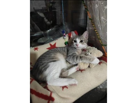 Gri tekir kedi