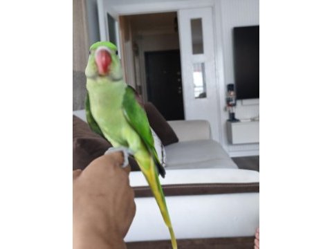3 buçuk aylık el beslemesi iskender papağanı