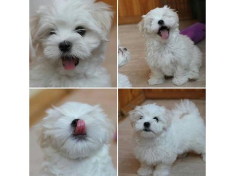 Ev ortamından safkan maltipoo yavru