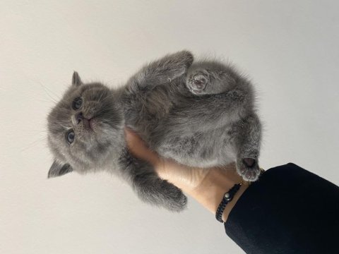 Son iki yavrum scottish fold
