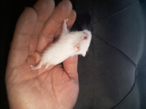Hamster gonzales ve syria