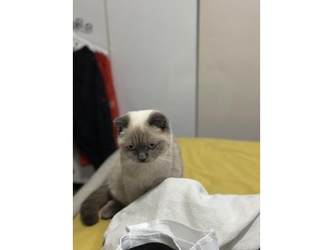 Ücretsiz scottish blue point kedi sahiplendirme