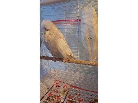 Üst düzey show jumbo muhabbet kuşu