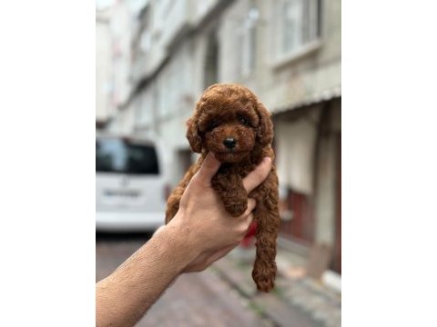 Teacup kore kg garantili poodle