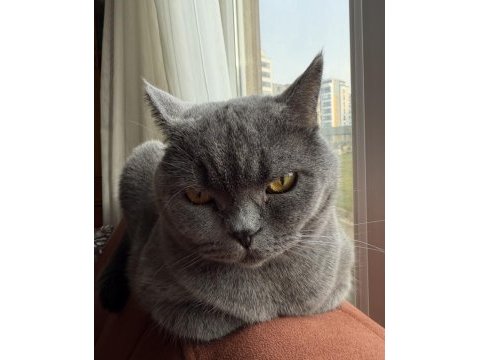 Ücretsiz british shorthair kedisi