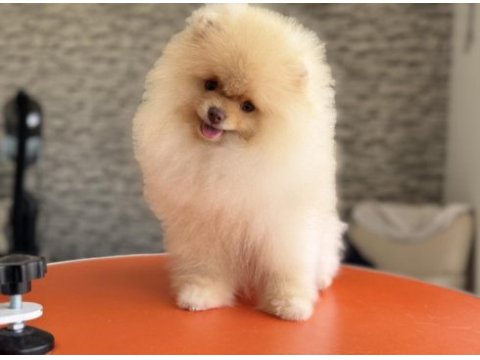 Pomeranian boo köpeği