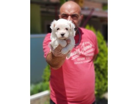 Irk ve sağlık garantisi ile maltese terrier yavrular