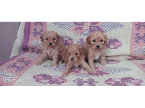Poodle den farksız maltipoolar