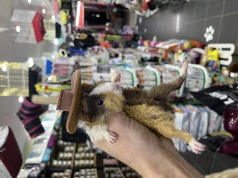 Bebek guinea pigler