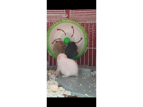 Suriye hamster yavrusu