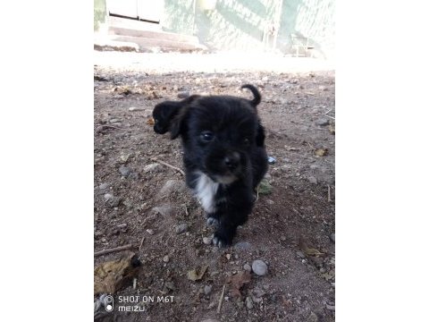 Kokoni cinsi small greek pinscher
