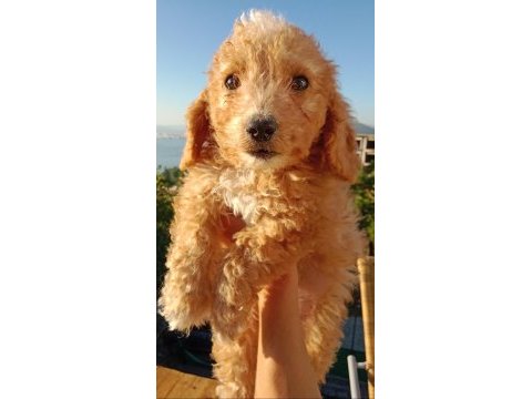 Maltipoo 3 aylık minnak yavru