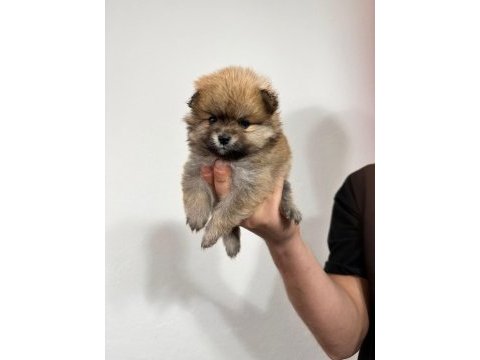 Pomeranian boo