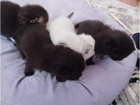 British blue point yavru kedimiz