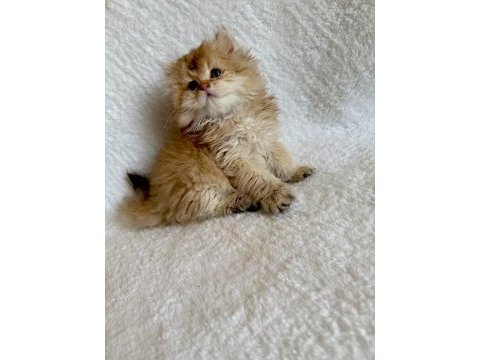 British longhair golden