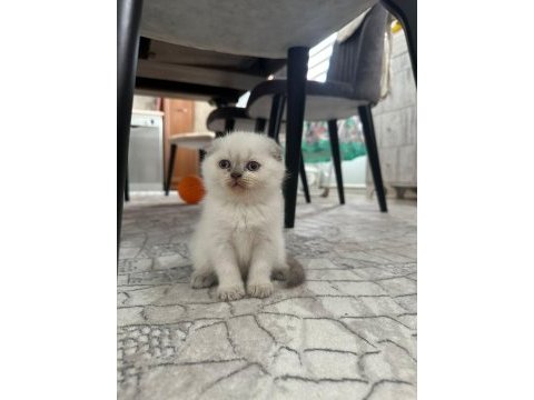 40 günlük dişi scottish fold