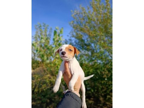 Zeka küpü orjinal jack russell yavrular