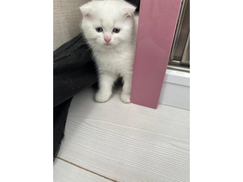 Scottish fold prenses hazır