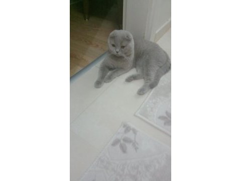 Erkek scottish fold cins