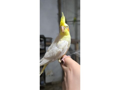 Yavru sultan papağanı ısırma yok