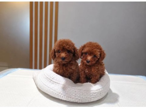 Ruhsatlı köpek çiftliğinden toy poodle yavrularımız 