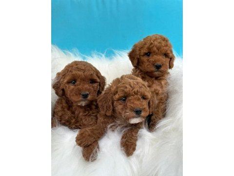 Erkek dişi toy poodle bebekler