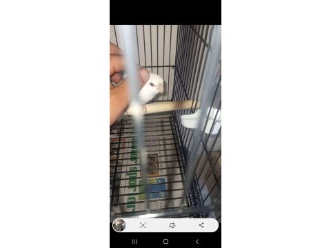 Sevimli kırmızı göz albino sultan papağanı