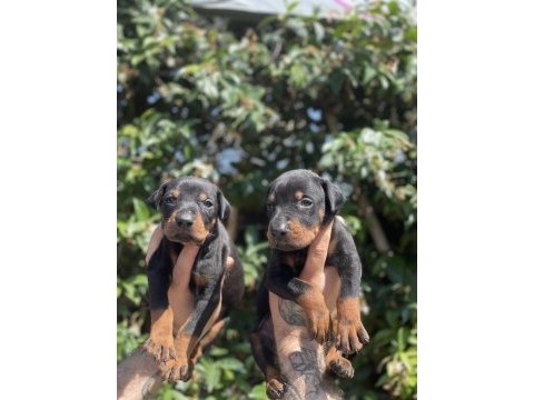 King doberman yavruları