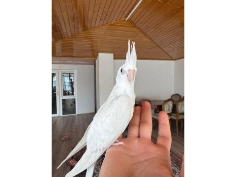 2 aylık albino sultan papağanı