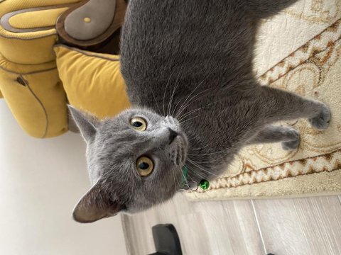 1,5 yaşında british shorthair