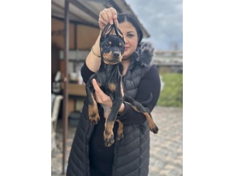 Şecereli king doberman yavrularım